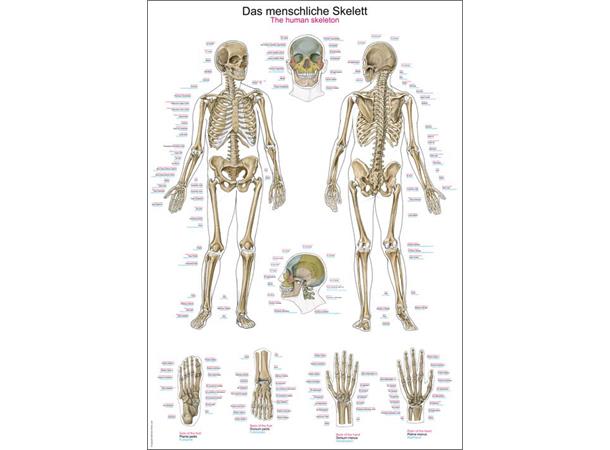 Plakat Human skeleton AL102